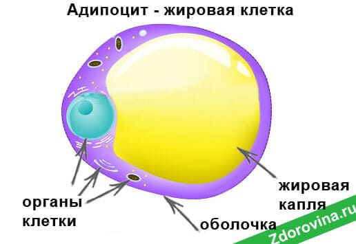 Адипоцит - жировая клетка